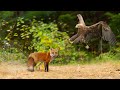 How Golden Eagle Attacks Fox From The Sky