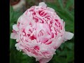 a minha peonia... - Chinese New Year ecards - Events Greeting Cards
