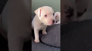Cuteness Overload Evas 4.5-Week-Old Staffy Puppies Pose For The Camera