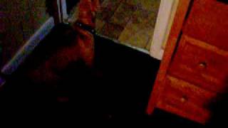 Chinagirl 5 Months Old Apbt On Her Springpole