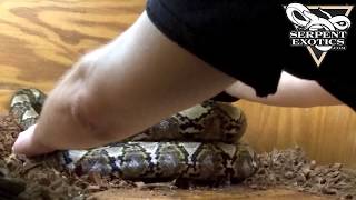 Stealing Retic Eggs From Mom And Getting Bit For It