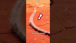 Never Touch These Hairy Caterpillars If You Want To Stay Safe