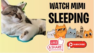 Watch Mimi Sleeps Crying In Sleepcat Twitching