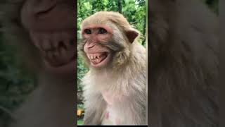 Melhor Vídeo Engraçado De Macaco Vídeo Viral Tik Tok Curto Tik Tok Viral Video