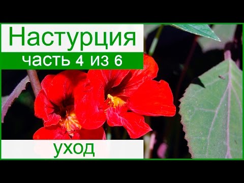 Розы выращивание подкормка уход