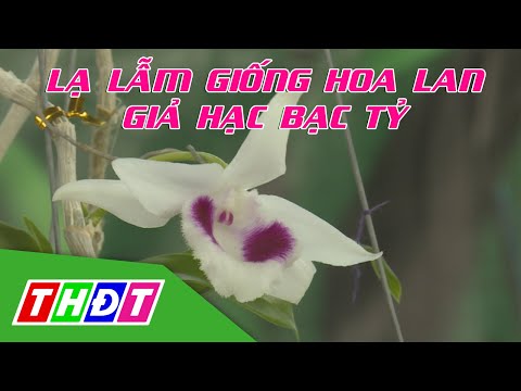Lạ lẫm giống hoa lan Giả Hạc bạc tỷ | THDT