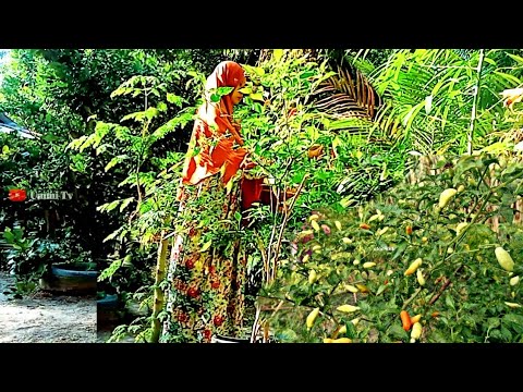 AKTIVITAS PAGI || MEMASAK NASI JADUL TIWUL || LENGKAP DENGAN IKAN ASIN BULU CABE IJO