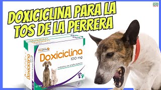 Para Qué Sirve La Doxiciclina En Perros Con Tos De Las Perreras?