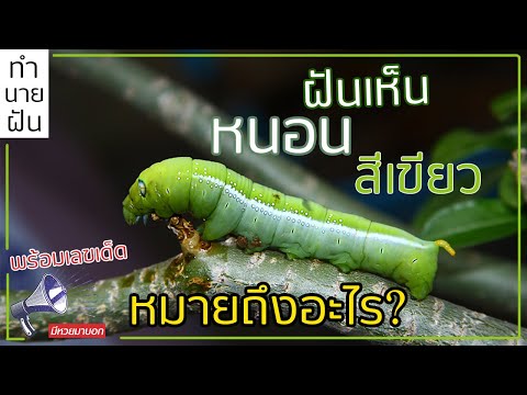 ทำนายฝัน ฝันว่าเห็นหนอนสีเขียว หมายถึงอะไร พร้อมเลขเด็ด ตำราโบราณ