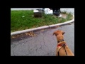 Black mouth cur treeing in New York City NYC