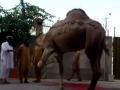 Camel Slaughtering