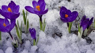 🌷💖🌷 А В России Снова Весна! Тепла, Любви, Счастья Всем! И С Праздником Дорогих Женщин! 🌷💖🌷