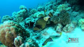 TITAN TRIGGER FISH