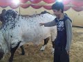 Sohrab Goth Mandi Sindh Dairy Farm Cows 2011 By Abidnawaz images Sohrab Goth Mandi Sindh Dairy Farm Cows 2011 By Abidnawaz