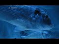 sealife