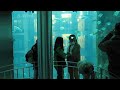 sealife