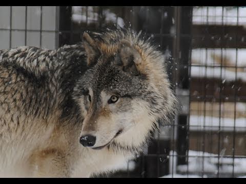 駆け回るオオカミたち（円山動物園 シンリンオオカミ）