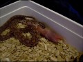 My Baby Rainbow Boa eating her first Rat pup... :-)