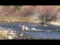Matt Heron Reels In A Gigantic Brown Trout Matt Heron Reels In A Gigantic Brown Trout
