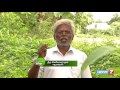 Tips to grow thuthi herb at your garden | Poovali | News7 Tamil