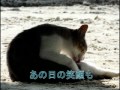 カイジ浜の猫になりたい　　竹富島　八重山諸島　沖縄県