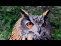 GANDALF'S OWL - Winterfell (OFFICIAL VIDEO)