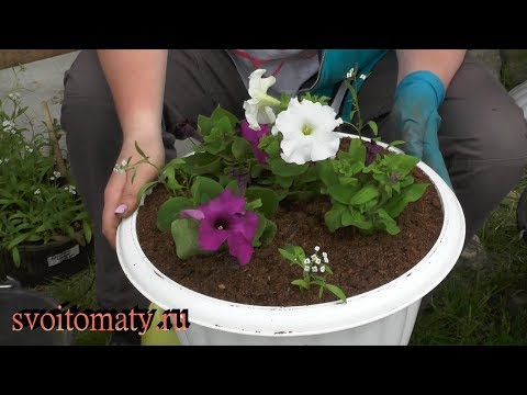 Как сажать петунию в горшках Как сажать петунию в горшках