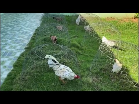 Gà mái nọc | trại gà mít trà cú
