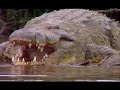 Gustave Giant Crocodile images Gustave Giant Crocodile