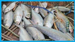 Best Hilsa Fish Video With Big River Shrimp Fish Fish Corn