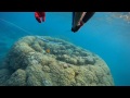 Video de Umamapapa pesca sub