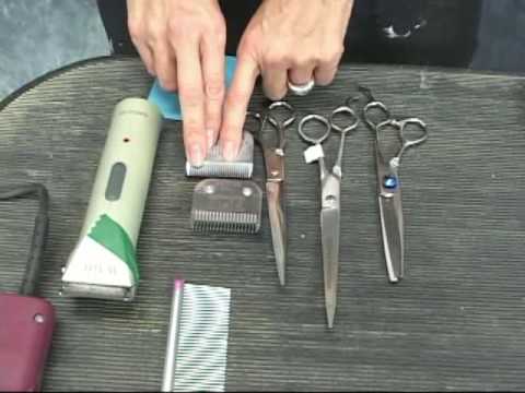 pomeranian clipping grooming pomeranian grooming at www onlinegroomingschool how to groom a pomeranian pomeranian clipping grooming pomeranian grooming at www onlinegroomingschool how to groom a pomeranian