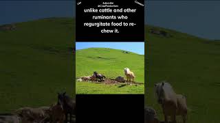 Horses Cant Burp