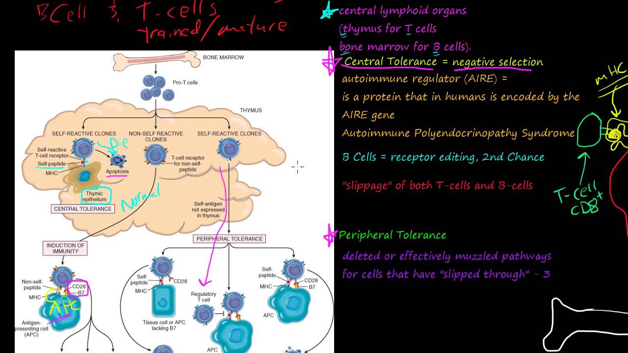 85p self tolerance how t cells and b cells t cells and b cells