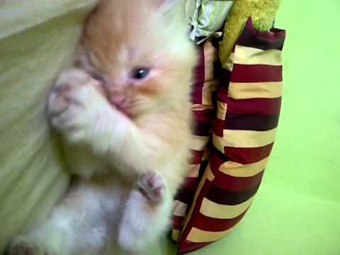 Kitten persia flatnose lucu