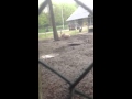 Varkens seks