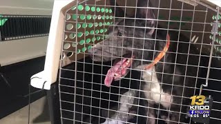 Humane Society Of Pikes Peak Takes In 9 Dogs Displaced By Hurricane Ida