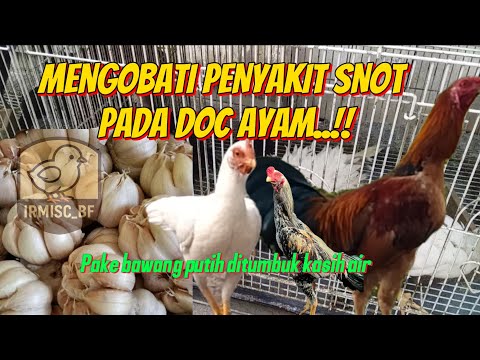 CARA MENGOBATI DOC AYAM YANG TERKENA SNOT SIMAK VIDIONYA BOLO...!! @IrmiscBf-86 