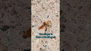 This Giant Wasp Is Actually Harmless