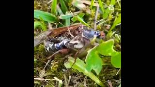 Zombie Insect Infected By Fungus The Entomologist - Sarmad Ali Koondhar