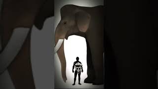 Elephant Vs Palaeoloxodon Namadicus The Largest Elephant Of All Time.