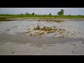 Baryar Driving Tractor on Kulara farm