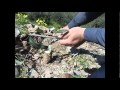 Grafting olive trees - Ο Εμβολιασμός της Ελιάς