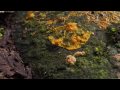 BBC Planet Earth Cordyceps Fungus Finding of the holy mushroom - Diknek lorrie's