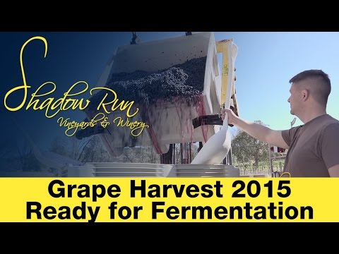 Grape Harvest 2015 - Ready for Fermentation - Shadow Run Vineyards, Paso Robles CA