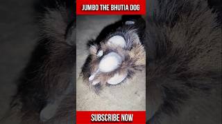 Bhotia Dogs Giant Paw Looks Like A Tigers