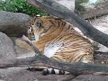 Video Тигр.avi