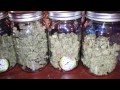 How To Cure Your Cannabis Harvest