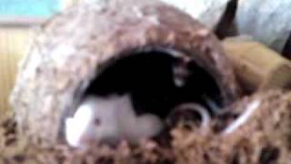 Myska Vs Citharacanthus Spinicrus