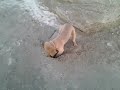 Dog goes crazy over hole in sand